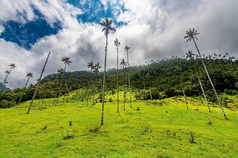 Wax palms largest palms in the world, Cocora valley, Unesco site coffee cultural landscape, Salento, Colombia