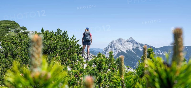 Mountaineer on the foresummit of the Hochunnütz with mountain pines, summit of the Seekarspitze behind, Unnütz crossing, Brandenberg Alps, Tyrol, Austria