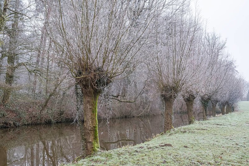 Pollarded willows with hoarfrost, Alstätter Aa near the Haarmühle, Ahaus-Alstätte, Münsterland, North Rhine-Westphalia, Germany