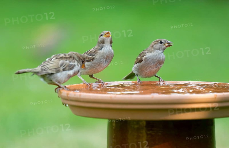House sparrows (Passer domesticus) standing on a bird bath and drinking water, Lower Saxony, Germany