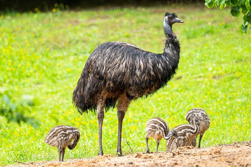Emu (Dromaius novaehollandiae) mother with her youngsters on a meadow, Bavaria, Germany