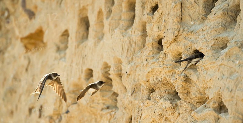 Three sand martins, nominate form, (Riparia riparia riparia) flying and sitting in front of breeding burrows in sandy cliffs, cliff with nesting sites, breeding colony, sunny summer day, plumage shining in the backlight, nature reserve Steilküste Wulfe, Fehmarn Island, Schleswig-Holstein, Baltic Sea, Germany