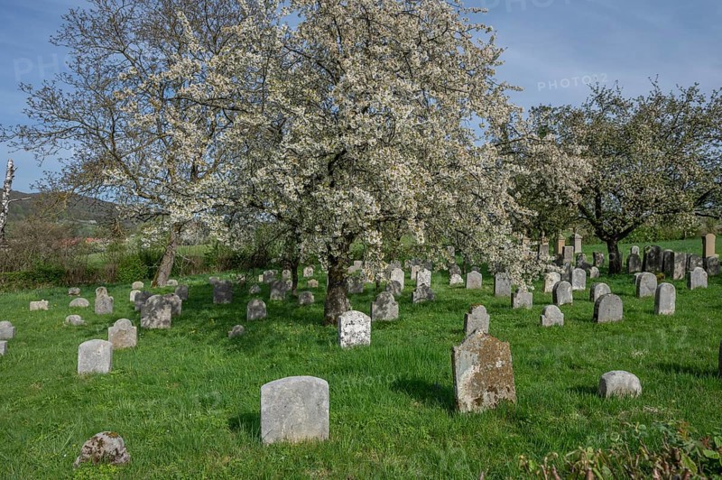 Flowering cherry trees (Prunus avium) in the Jewish cemetery, laid out in 1734, last burial in 1934, Hagenbach, Upper Franconia, Bavaria, Germany