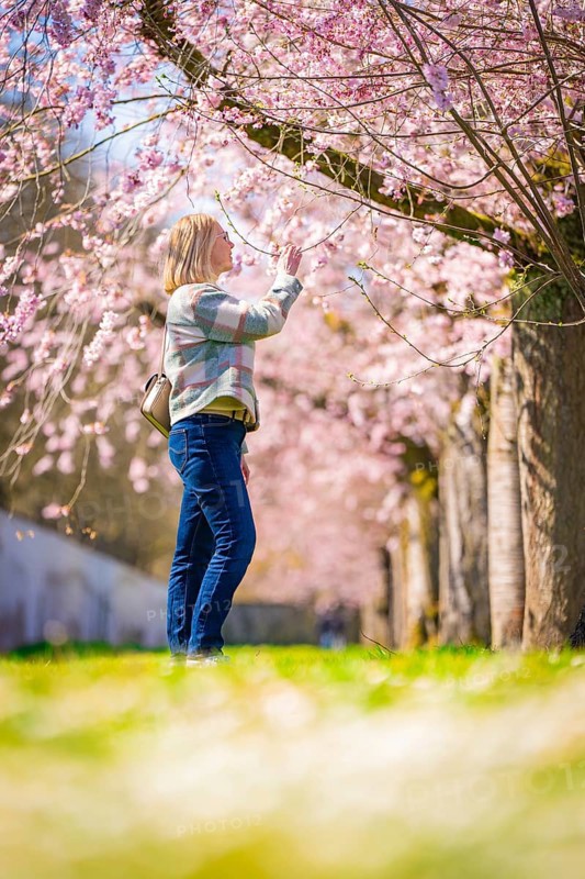 Woman enjoying the peace and beauty of the blossoming cherry trees, cherry blossom garden, Schwetzingen Palace, Germany