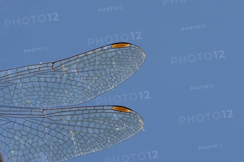 Common darter dragonfly (Sympetrum striolatum) adult insect close up of a pair of wings in the summer, England, United Kingdom