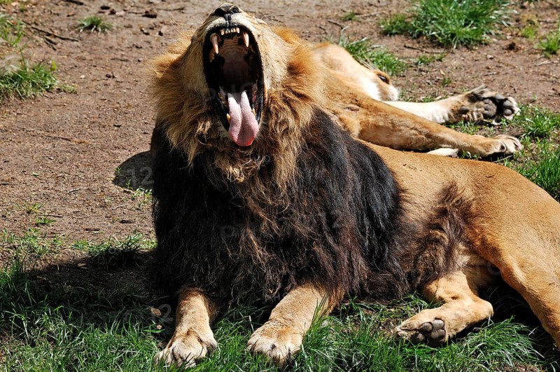 Yawning Asiatic Lion, Panthera leo persica, Nuremberg Zoo, Am Tiergarten 30, Nuremberg, Middle Franconia, Bavaria, Germany