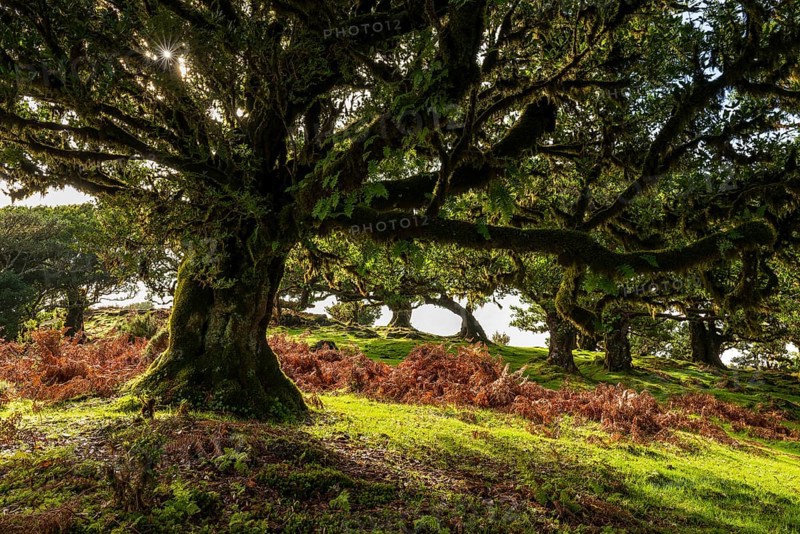 Sunlight penetrates an ancient laurel tree in a primeval forest with moss-covered trees, Fanal, Laurisilva laurel forest, Madeira, Portugal