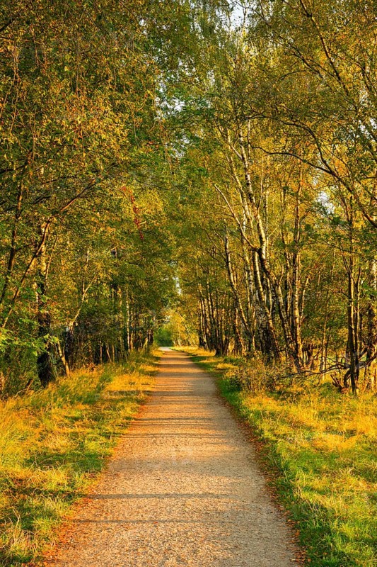 Country lane leads through a dreamy forest in the Lüneburg Heath nature park Park, Lower Saxony, Germany