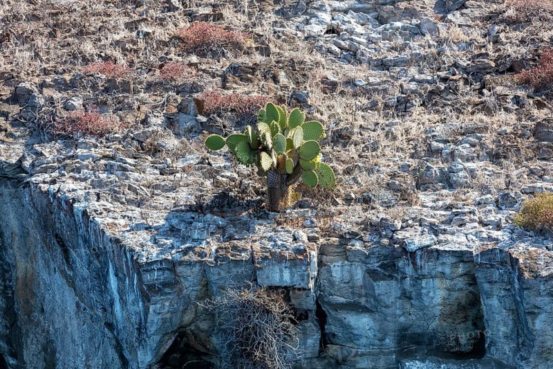 Opuntia leucotricha (Cactaceae), Bartolome, Galapagos, Ecuador
