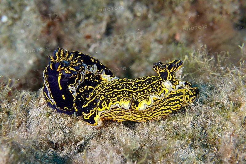 Two bright yellow-violet star snails (Felimare Picta) mating on the seabed, dive site Roca Jolia, Las Galletas, Tenerife, Canary Islands, Spain