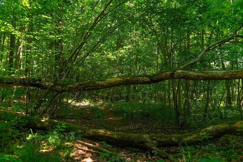 Hiking trail blocked by falling trees in the UNESCO World Heritage Site and Hainich National Park, primeval forest, Bad Langensalza, Thuringia, Germany