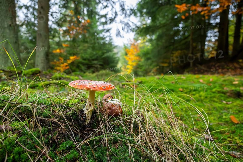 Fly agaric or fly amanita (Amanita muscaria) mushroom in a forest in autumn, Bavaria, Germany