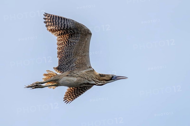 The eurasian bittern (Botaurus stellaris) in flight