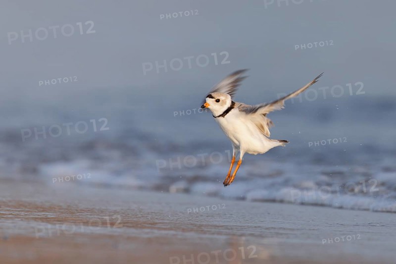 Piping Plover (Charadrius melodus) landing on the beach, Massachusetts, USA