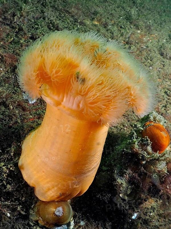 An orange-coloured clonal plumose anemone (Metridium senile) on the ocean floor, surrounded by algae. Dive site Rinvyle, Co. Galway, Irish Sea, North Atlantic, Ireland