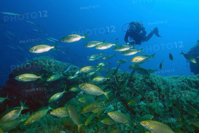 Diver looking at observed swims behind shoal of goldfish (Sarpa salpa) swimming over rocky reef, Mediterranean Sea, Majorca, Balearic Islands, Spain