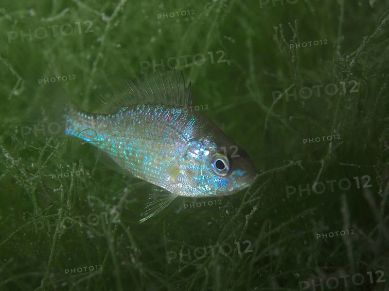 A small fish with shiny scales, pumpkinseed sunfish (Lepomis gibbosus), invasive species, swimming among green algae. Dive site Schoggiwand, Lake Zurich, Kilchberg, Zurich, Switzerland
