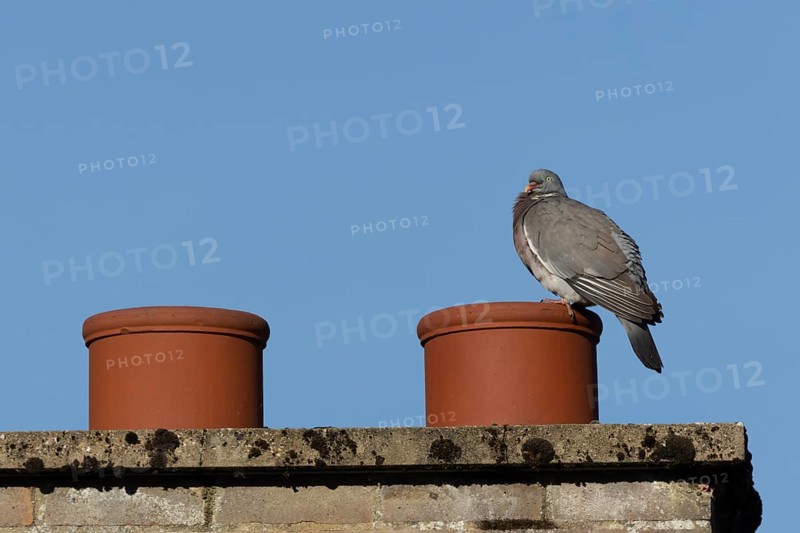 Wood pigeon (Columba palumbus) adult bird on an urban house chimney pot, England, United Kingdom