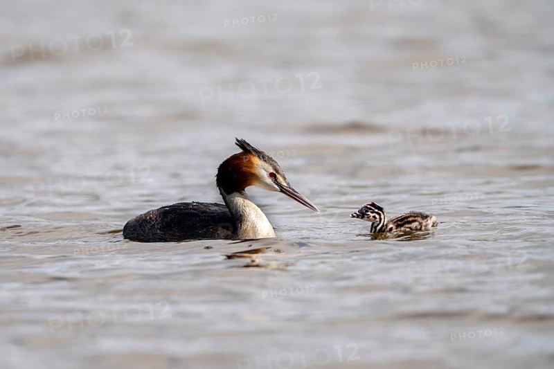 Great Crested Grebe (Podiceps Scalloped ribbonfish), with chicks, Vulkaneifel, Rhineland-Palatinate, Germany