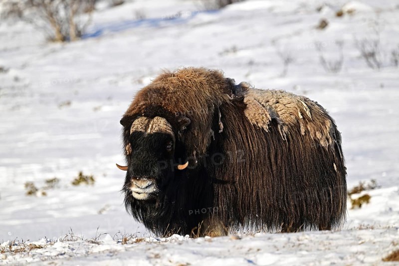 Musk ox (Ovibos moschatus) in the snow, Dovrefjell-Sunndalsfjella National Park, Norway