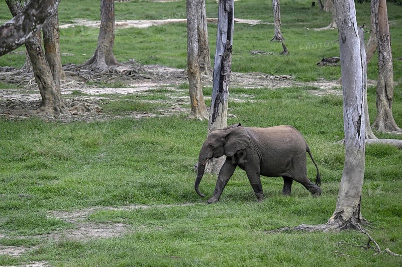 Forest elephant (Loxodonta cyclotis) in the Dzanga Bai forest clearing, Dzanga-Ndoki National Park, Unesco World Heritage Site, Dzanga-Sangha Complex of Protected Areas (DSPAC), Sangha-Mbaéré Prefecture, Central African Republic