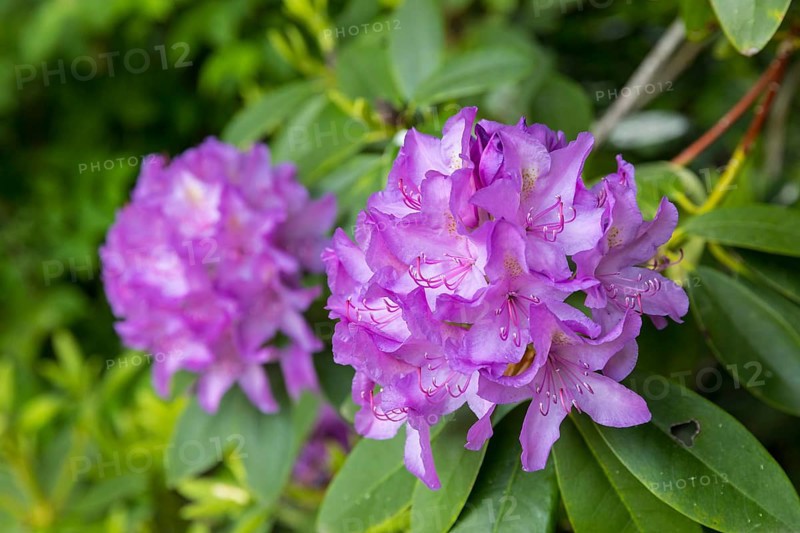Purple flowers on a rhododendron, Thürmsdorf Castle Park, Struppen, Saxon Switzerland, Saxony, Germany