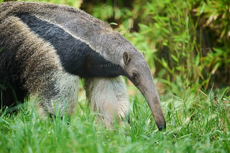 Giant anteater (Myrmecophaga tridactyla), captive, distribution South America
