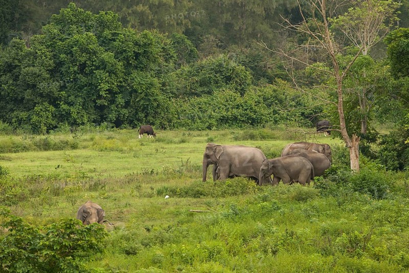 Indian elephants (Elephas maximus indicus), Khiri Khan, Hua Hin, Kui Buri National Park, Thailand
