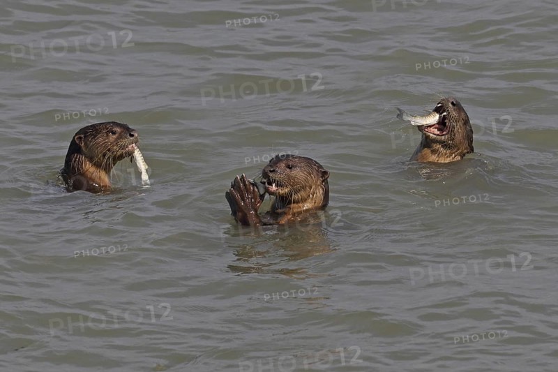Smooth-coated Otters (Lutrogale perspicillata) eating fish corralled by the group, near Straits Quay, Penang, Malaysia