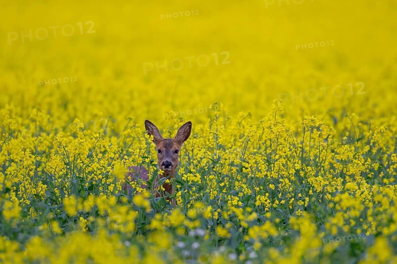 Roe deer (Capreolus capreolus) adult female doe in a farmland rapeseed crop in flower, Suffolk, England, United Kingdom