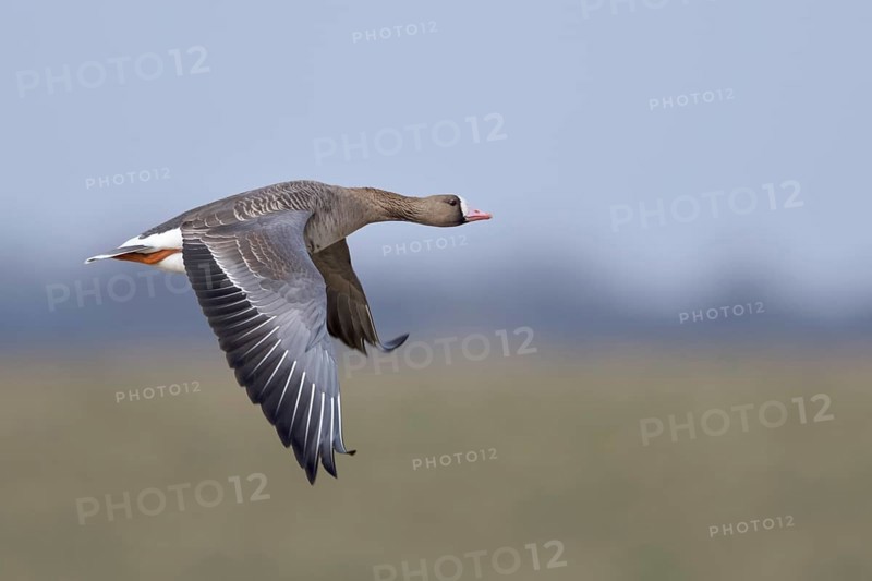 Greater White-fronted Goose (Anser albifrons) flying, North Rhine-Westphalia, Germany