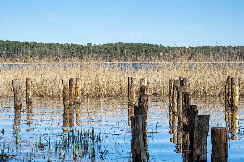 Wooden posts and reeds in Feisnecksee, Müritz National Park, Mecklenburg Lake District, Mecklenburg, Mecklenburg-Western Pomerania, Germany
