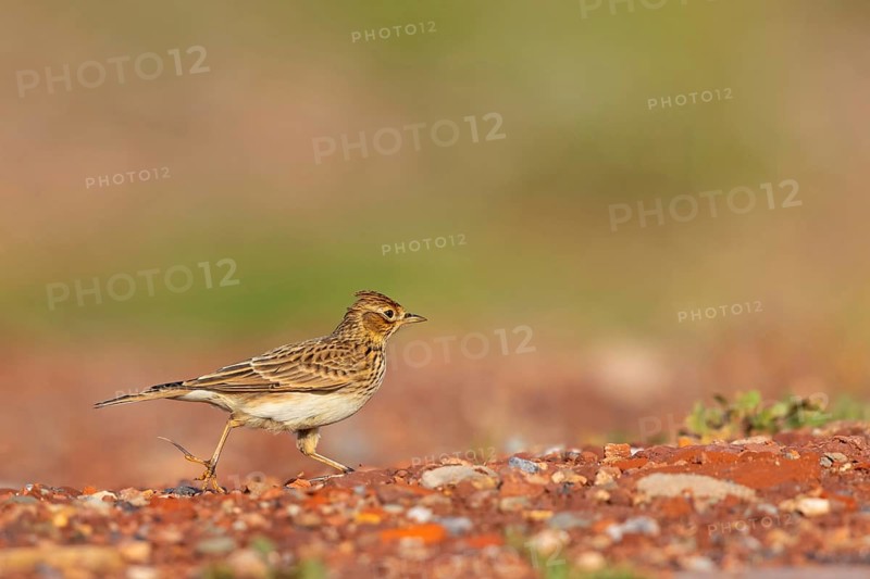 Skylark, Eurasian Sky Lark, Eurasian Skylark, Alauda arvensis, Alouette des champs, Alondra Com?n, Erpolzheim, Bad Dürkheim district, Rhineland-Palatinate, Germany