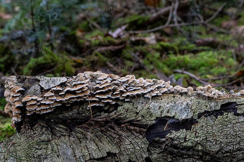 Shaggy layer mushroom (Stereum hirsutum) in the forest, Emsland, Lower Saxony, Germany
