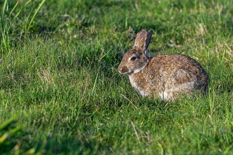 European rabbit, common rabbit (Oryctolagus cuniculus) sitting in grassland, meadow in spring