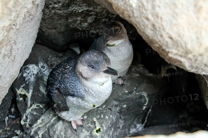 Little Penguin (Eudyptula minor), New South Wales, Australia