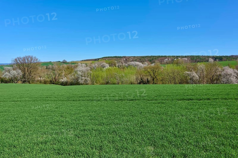 Extensive green meadows with blossoming cherry trees under a clear blue sky, Pflaumheim, Großostheim, Bavaria, Germany
