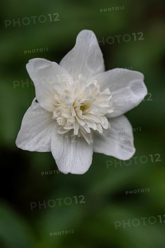 Double anemone (Anemone nemorosa flore pleno), Emsland, Lower Saxony, Germany