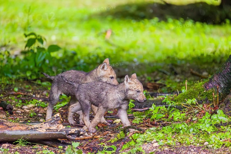Gray wolf pups (Canis lupus lupus) play close to their den on a rainy day