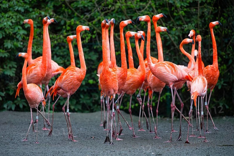 American or Caribbean Flamingos (Phoenicopterus ruber ruber), a flock of adult birds, native to the Caribbean and South America, captive, Germany