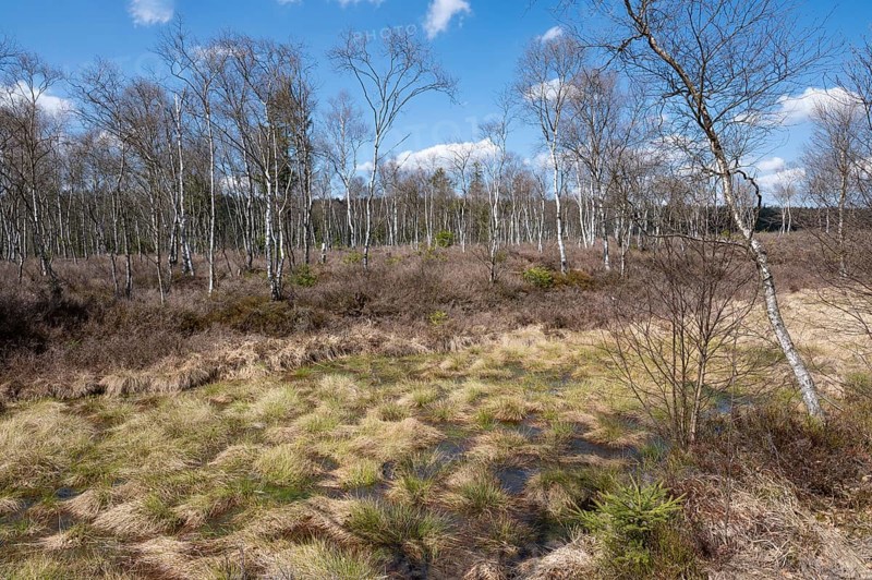 Mecklenbruch raised bog, nature reserve, Solling-Vogler nature park Park, Lower Saxony, Germany