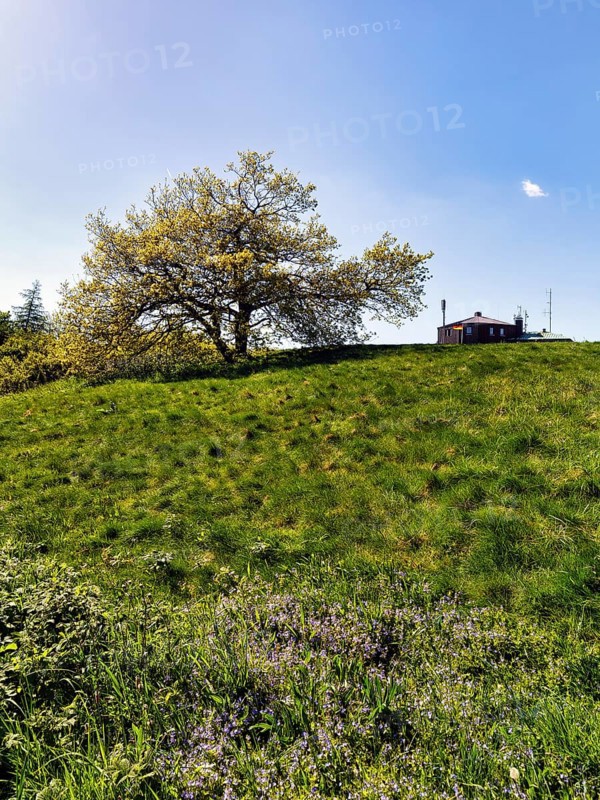 Single oak (Quercus), solitary oak on a mountain top, Köterberg, Lügde, sunny spring weather, Weserbergland, North Rhine-Westphalia, Germany
