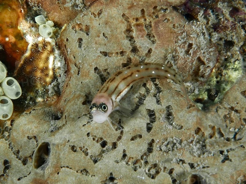 A small brown and white striped fish, three-striped blenny (Ecsenius trilineatus), resting on a sandy coral bottom, dive site Sweet Reef, Penyapangan, Bali, Indonesia