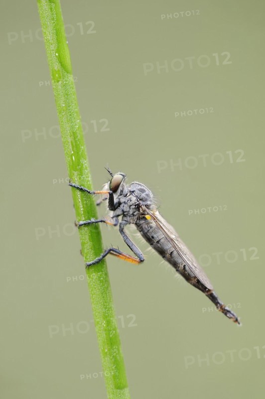 Common awl robberfly (Neoitamus cyanurus), female, North Rhine-Westphalia, Germany