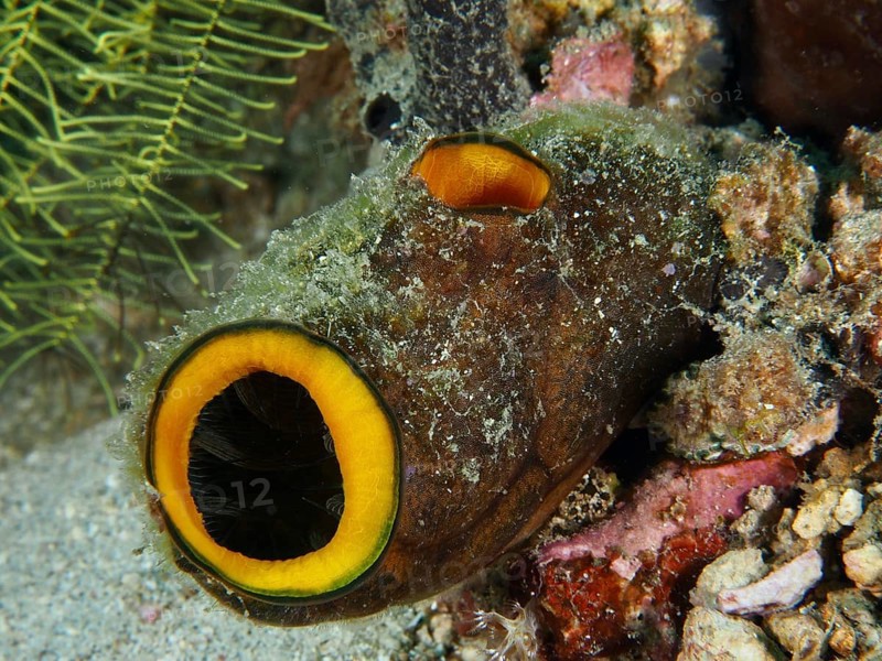Underwater organism resembling a tube with orange-coloured openings, golden sea squirt (Polycarpa aurata), surrounded by sand, dive site Prapat, Penyapangan, Bali, Indonesia