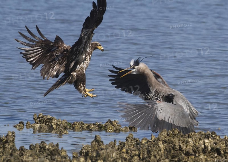 Juvenile Bald Eagle (Haliaeetus leucocephalus) attacks Great Blue Heron (Ardea herodias), Washington, USA