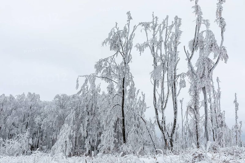 Winter landscape on the mountain top of the Czorneboh, trees thickly laden with snow and hoarfrost, heavily damaged trees due to drought, storm and snow breakage, Lusatian Highlands, Upper Lusatia, Saxony, Germany