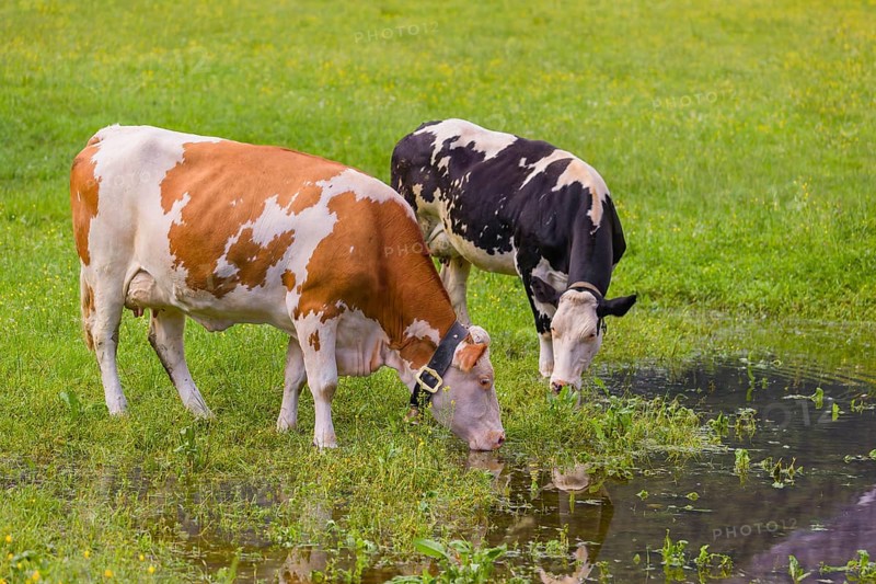 Holstein Friesian cattle stand on a green meadow at a puddle and drink. A reflection of the cows and the mountains can be seen in the puddle. Eng Valley, Austria