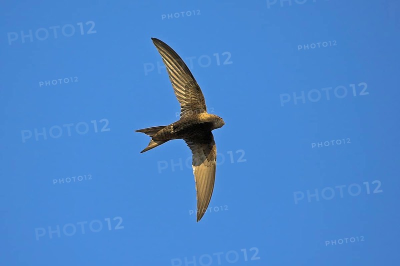 Mauersegler, Common Swift, Swift, Eurasian Swift, Apus apus, Martinet noir, Vencejo Común