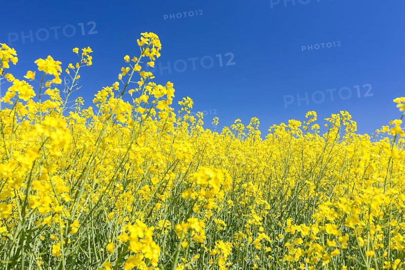 Flowering rape (brassica napus) in front of a blue sky, Müglitztal, Saxony, Germany